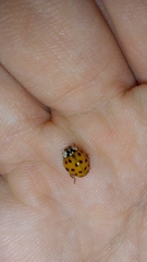 Harmonia axyridis