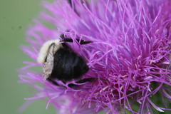 Bombus bimaculatus