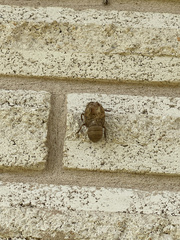 Cicadoidea