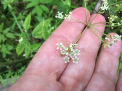 Cicuta maculata