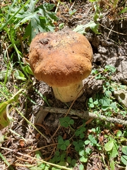 Boletus edulis