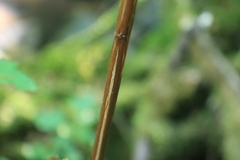 Physocarpus capitatus