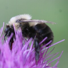 Bombus bimaculatus