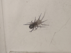 Steatoda castanea