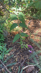 Nothochelone nemorosa