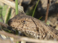 Liolaemus wiegmannii