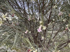 Eremophila
