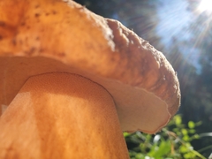 Boletus edulis