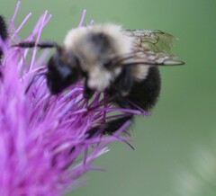 Bombus bimaculatus