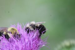 Bombus bimaculatus