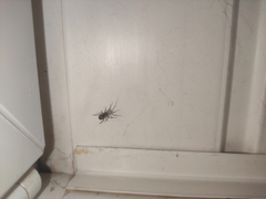 Steatoda castanea