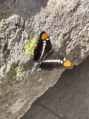 Adelpha eulalia