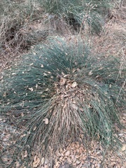 Juncus patens