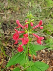 Stachys coccinea