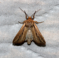 Leucania phragmitidicola