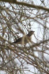 Turdus