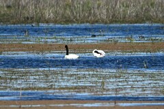 Cygnus melancoryphus