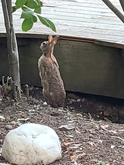 Lepus europaeus