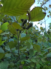 Alnus serrulata