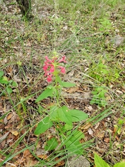 Stachys coccinea