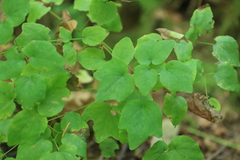 Vancouveria hexandra