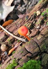 Hygrocybe miniata