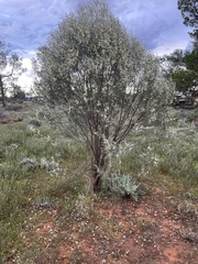 Eremophila
