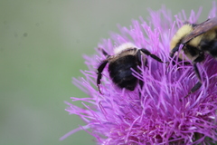 Bombus bimaculatus