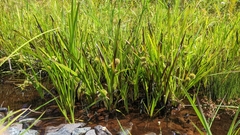 Sparganium americanum