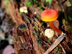 Hygrocybe miniata