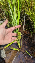 Sparganium americanum