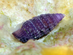 Cerithiopsidae