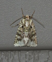 Lacinipolia explicata