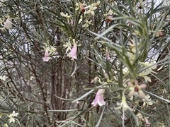 Eremophila