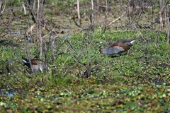 Porphyriops melanops