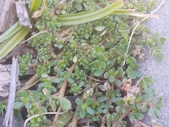 Portulaca oleracea