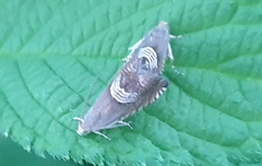 Grapholita delineana