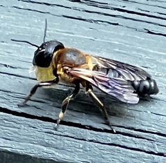 Megachile sculpturalis