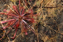 Drosera spatulata