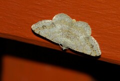 Digrammia ocellinata