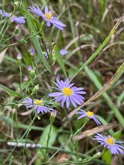 Symphyotrichum oolentangiense