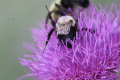Bombus bimaculatus