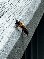 Megachile sculpturalis