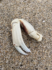 Metacarcinus magister