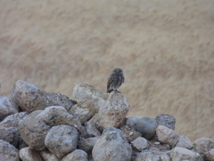 Athene noctua