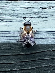 Megachile sculpturalis