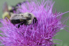 Bombus bimaculatus