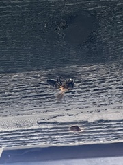 Megachile sculpturalis