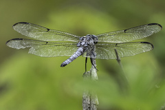 Libellula