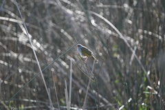 Embernagra platensis